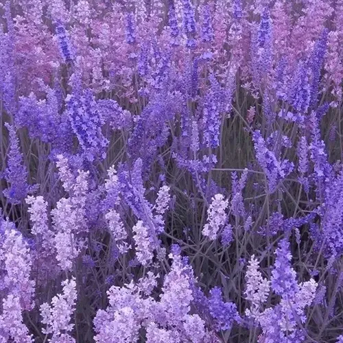 Базові ноти Prin Indigo Night