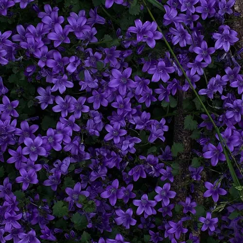 Середні ноти Prin Indigo Night