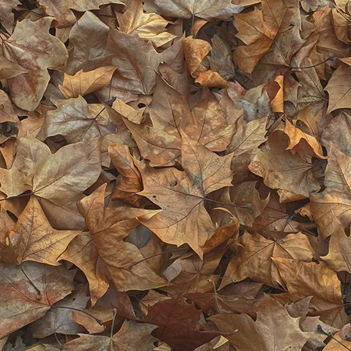Середні ноти Adi ale Van Leaves in the Wind