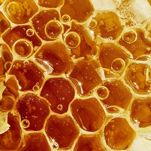Верхні ноти Zoologist Bee